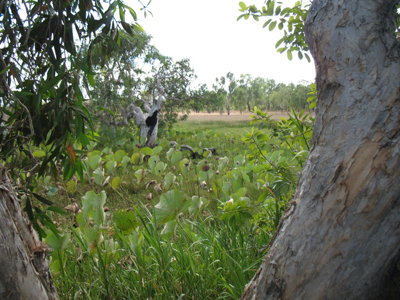 Lakefield National Park - Walkabout